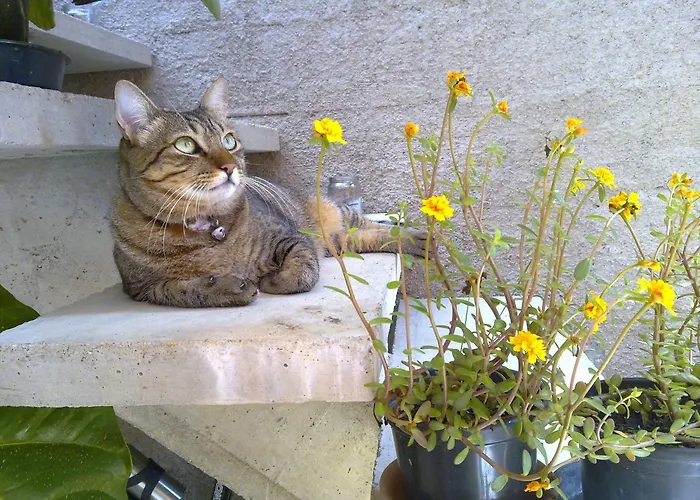 Pousada Preamare Ubatuba